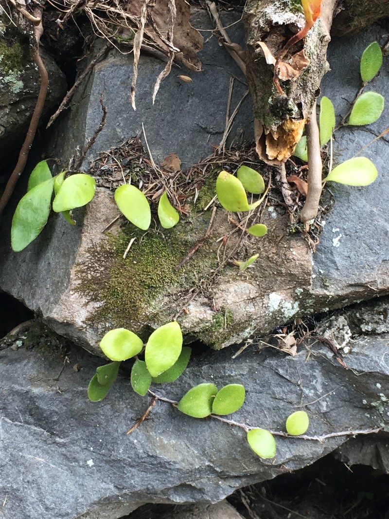 Pyrrosia eleagnifolia photo 2