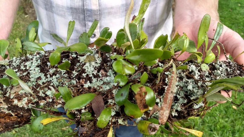 Pyrrosia eleagnifolia photo 3