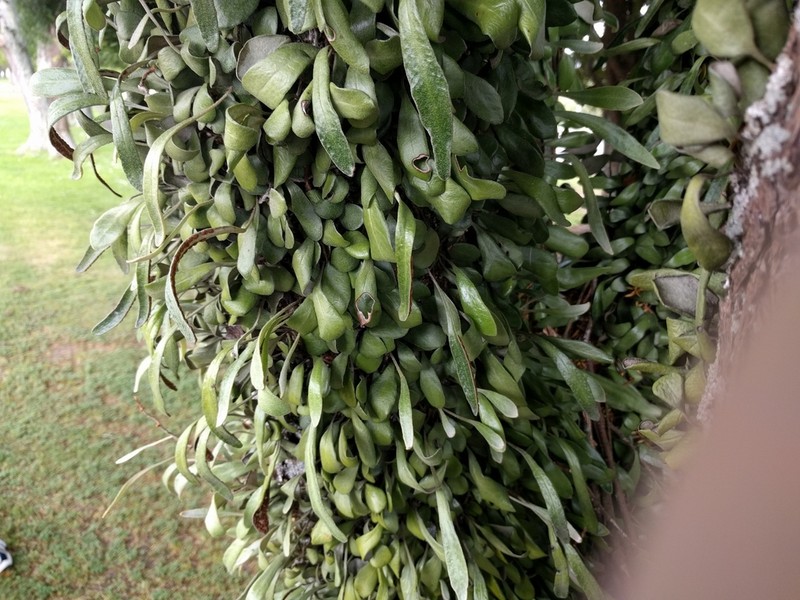 Pyrrosia eleagnifolia photo 4