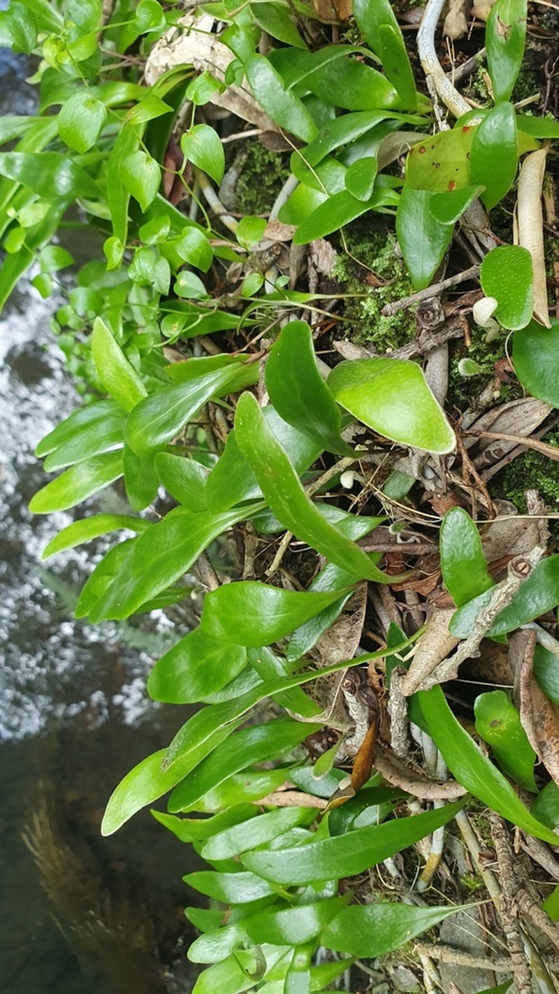 Pyrrosia eleagnifolia photo 5