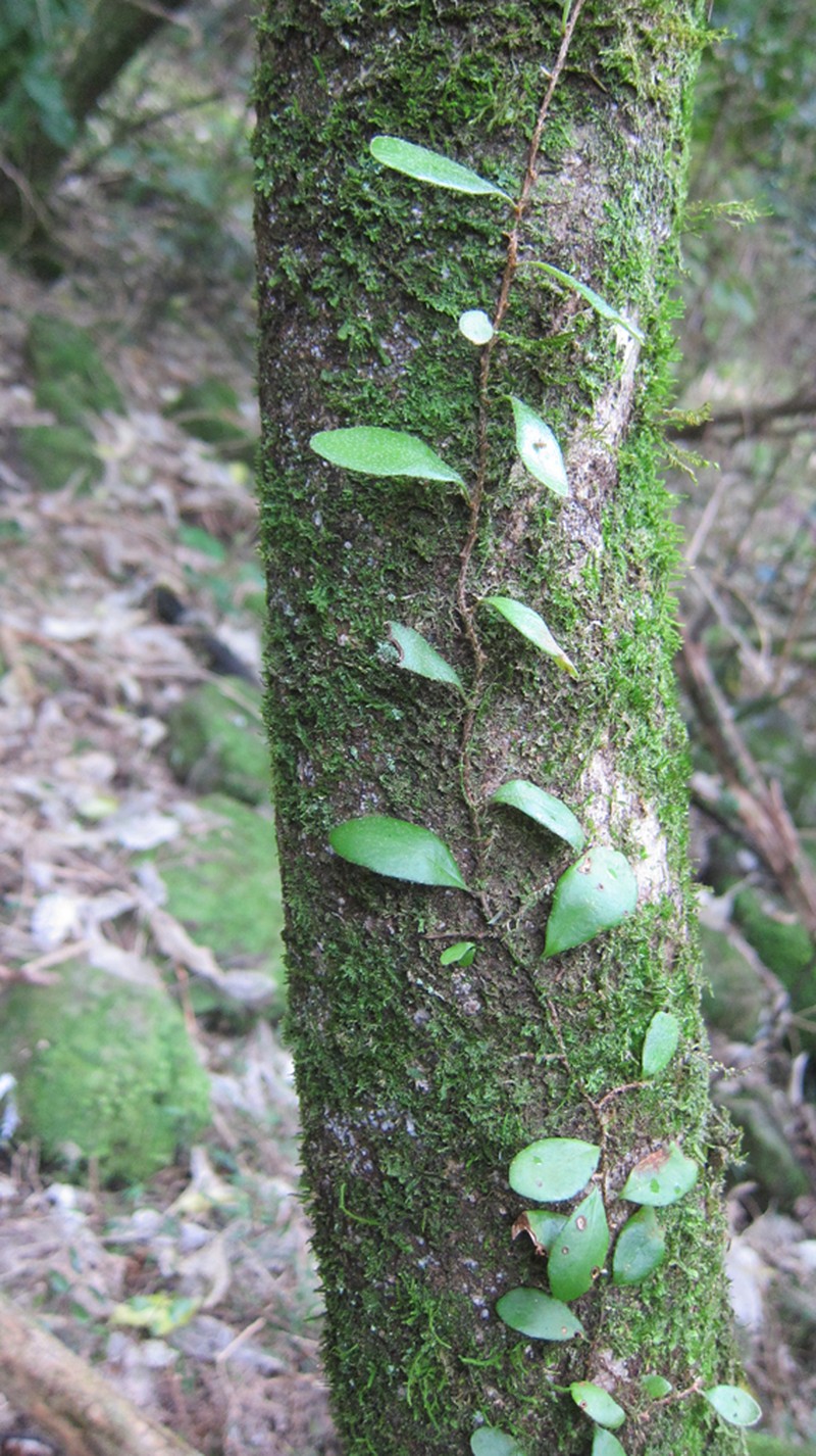 Pyrrosia eleagnifolia photo 6