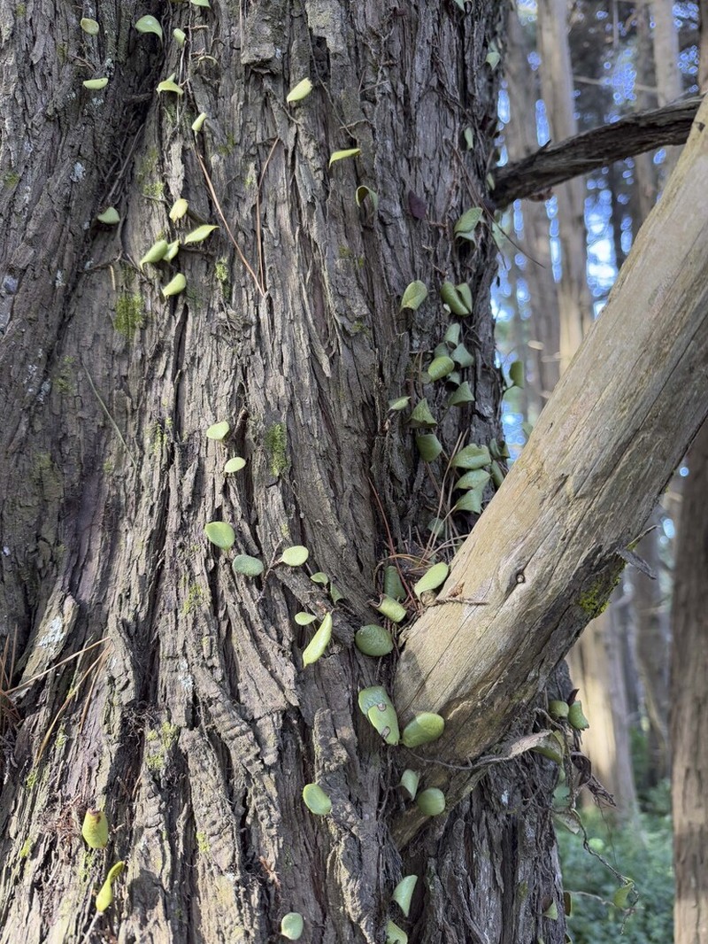 Pyrrosia eleagnifolia photo 7