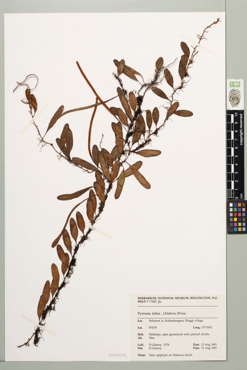 Pyrrosia fallax