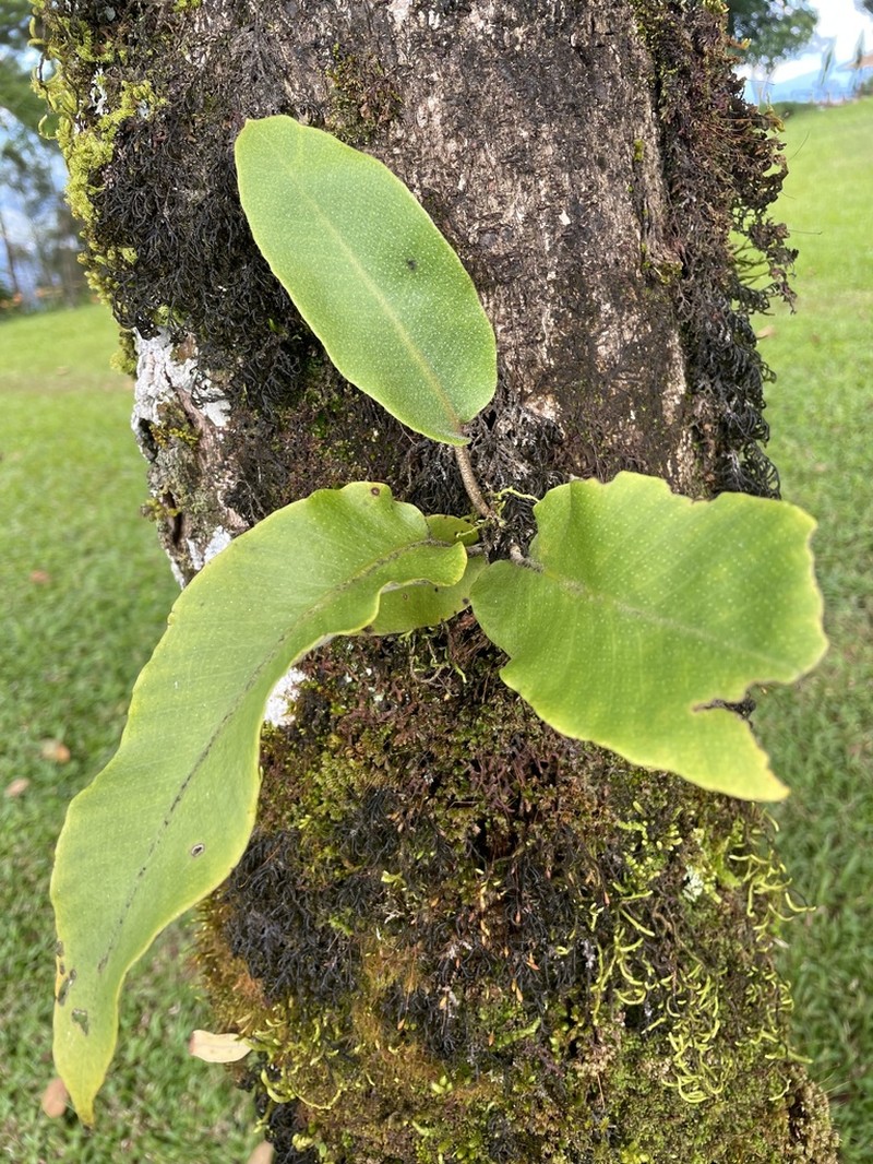 Pyrrosia flocculosa