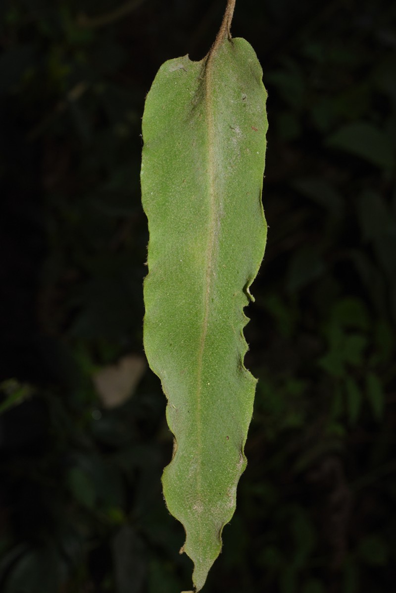 Pyrrosia flocculosa photo 2
