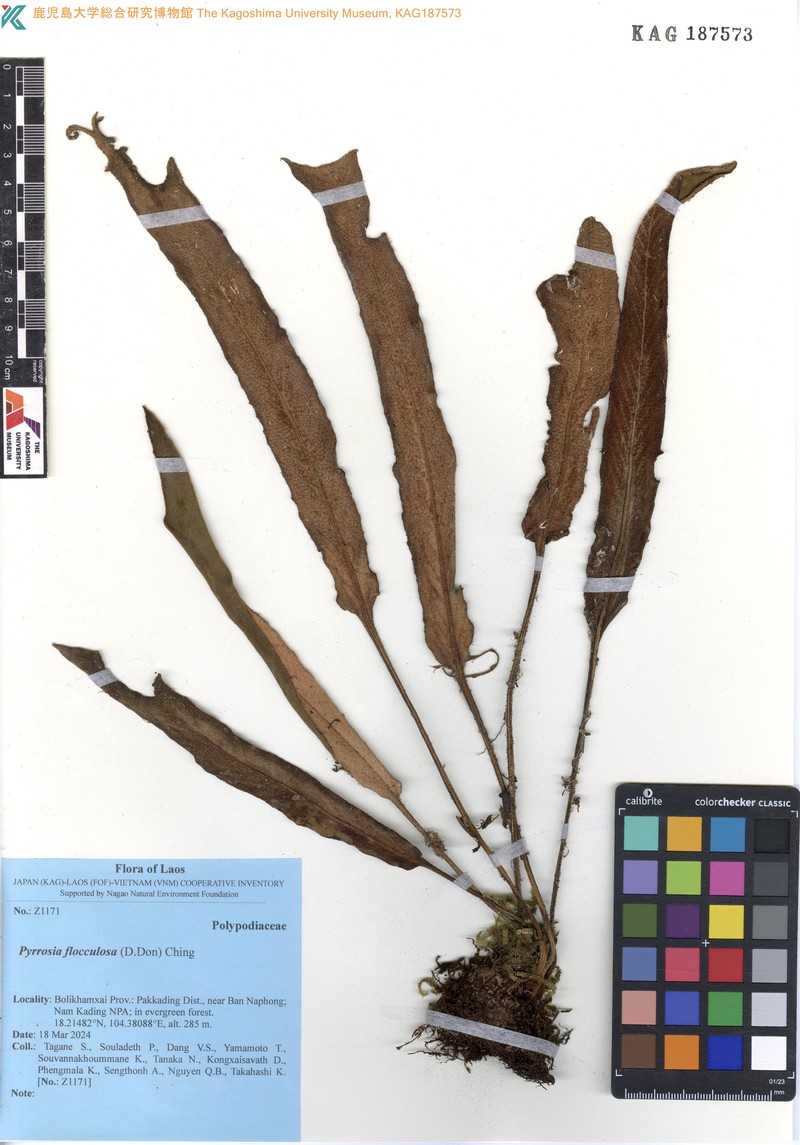 Pyrrosia flocculosa photo 5