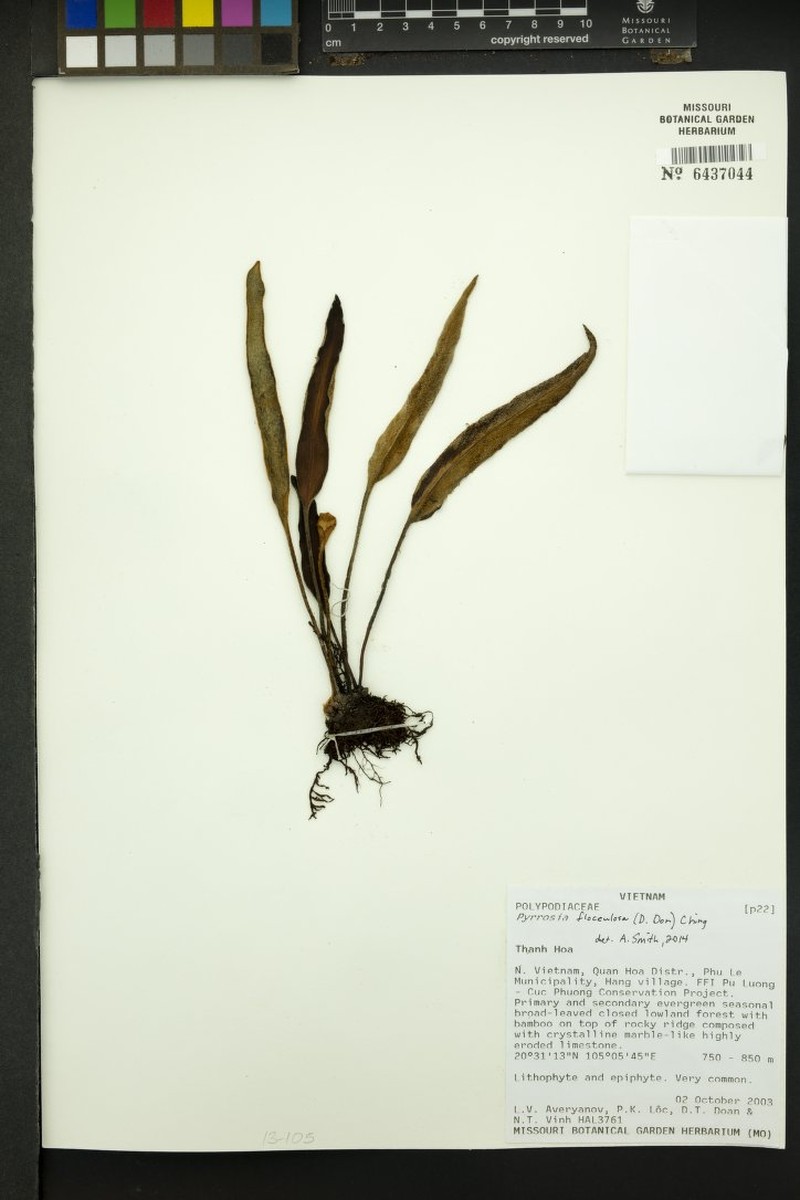 Pyrrosia flocculosa photo 6