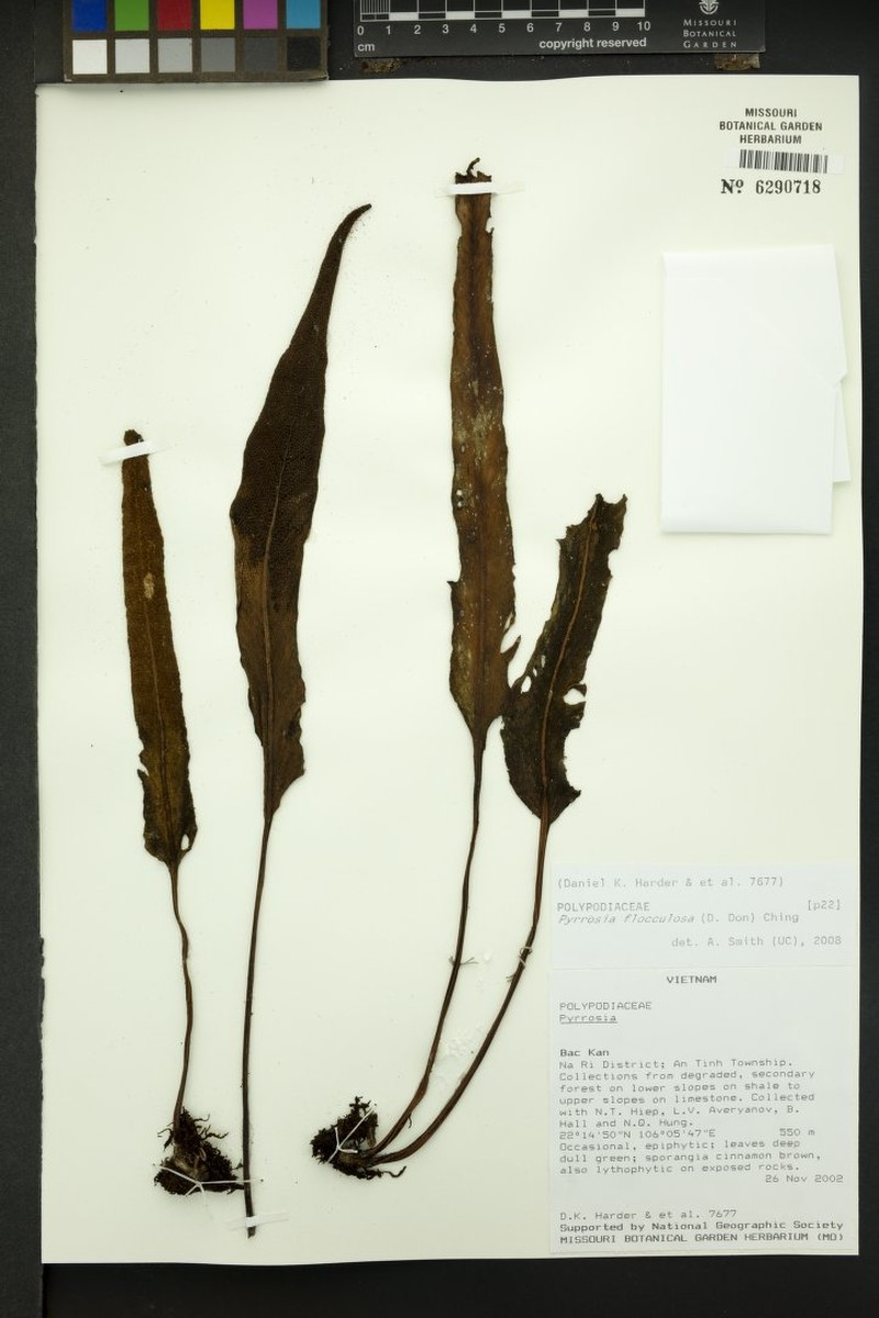 Pyrrosia flocculosa photo 7
