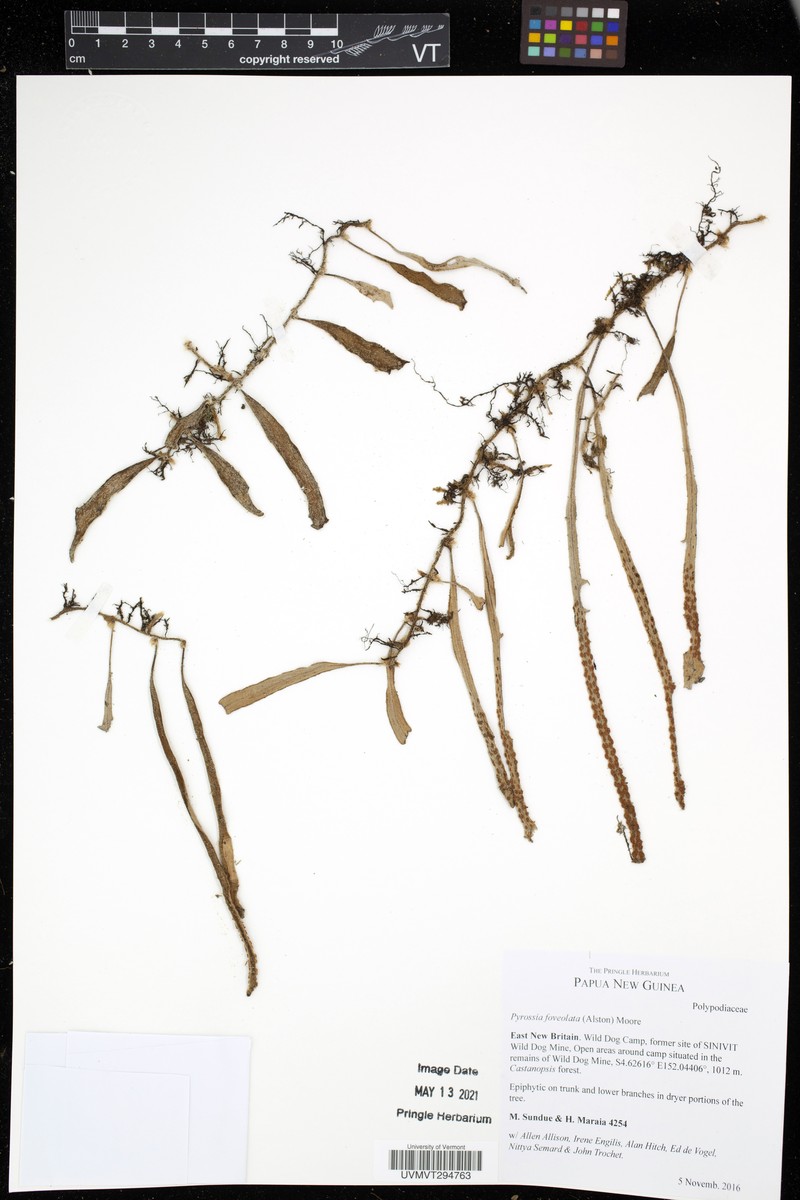 Pyrrosia foveolata