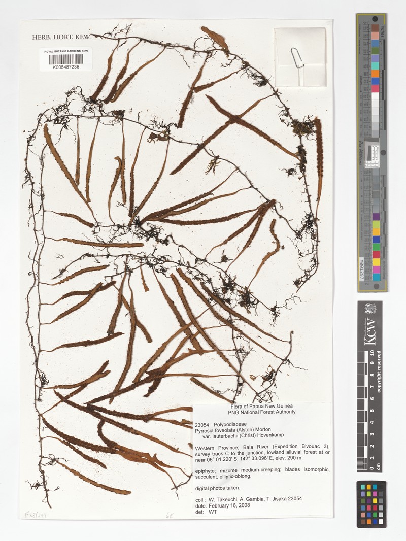 Pyrrosia foveolata var. foveolata