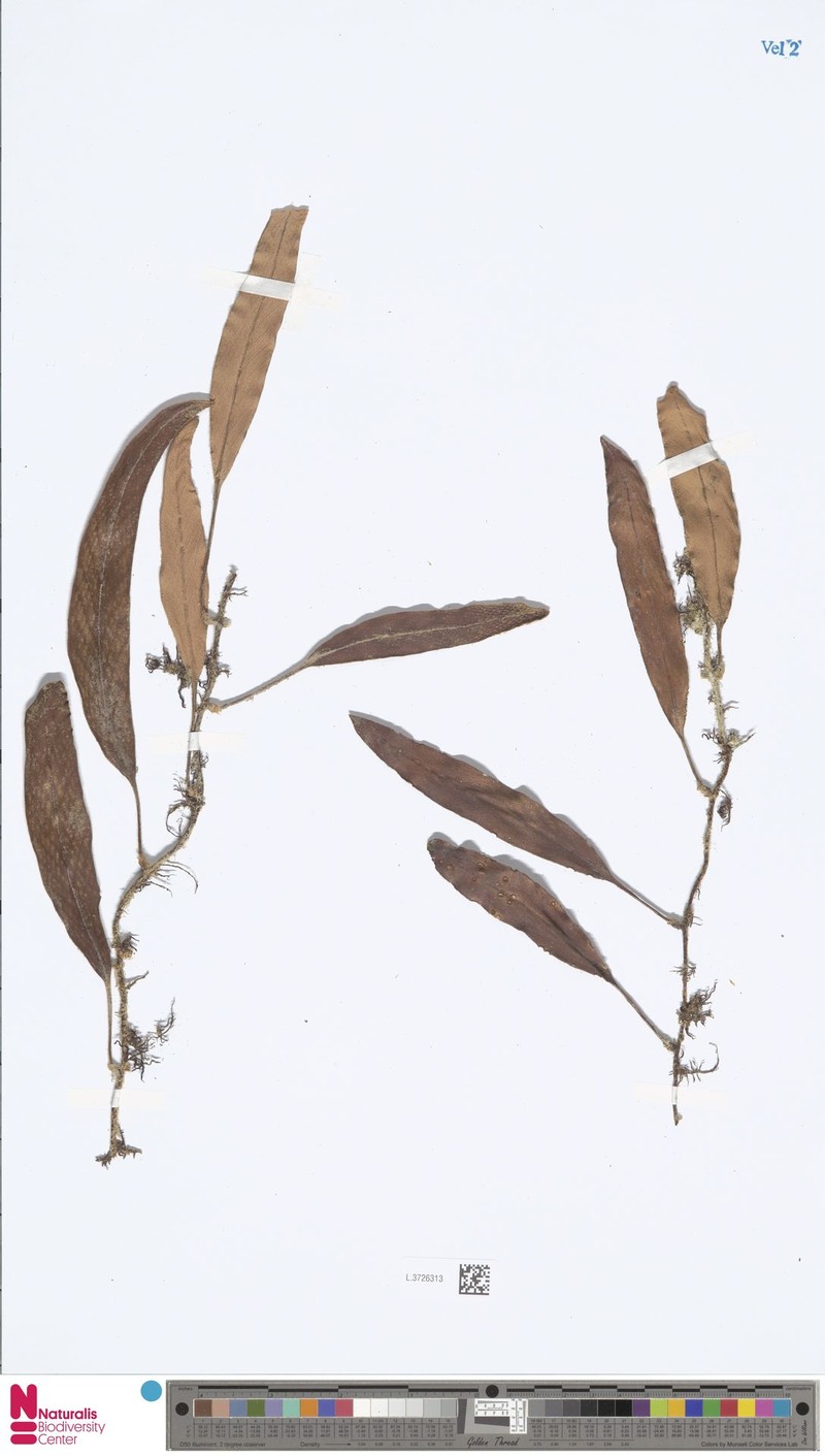 Pyrrosia foveolata var. foveolata photo 2