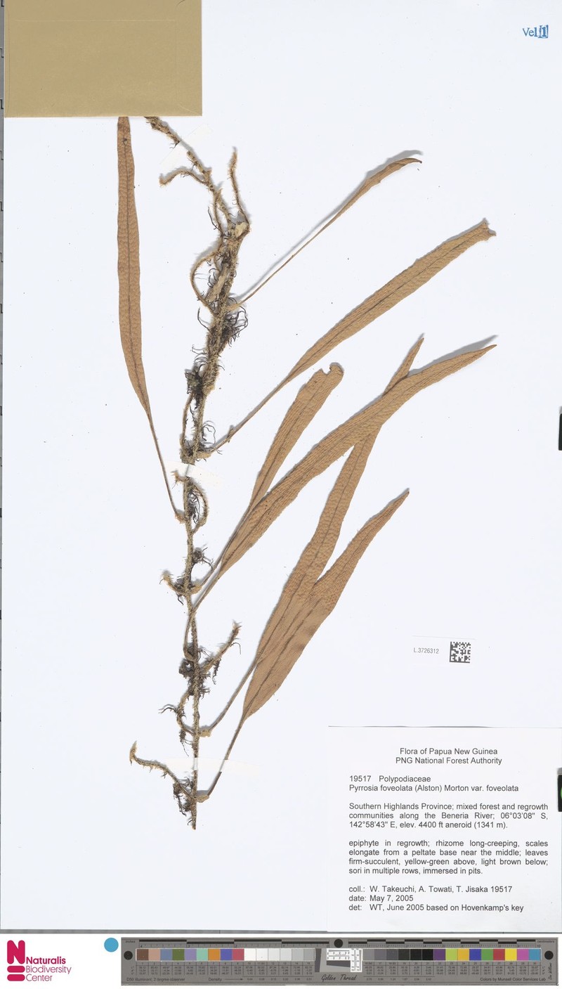 Pyrrosia foveolata var. foveolata photo 3