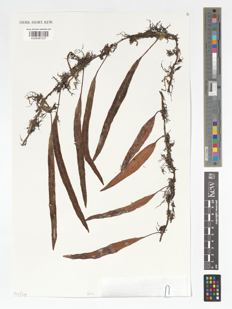 Pyrrosia foveolata var. foveolata photo 4
