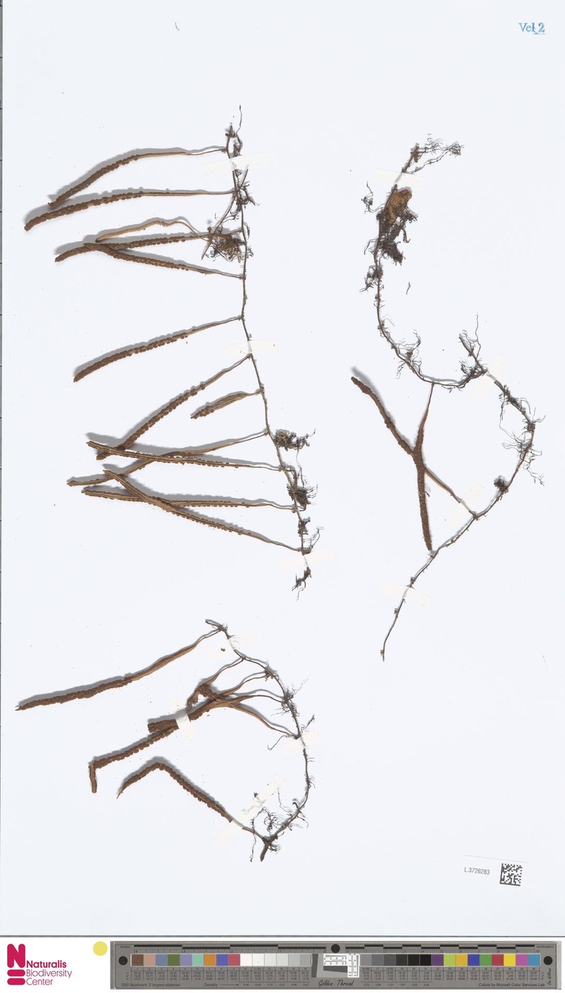 Pyrrosia foveolata var. lauterbachii