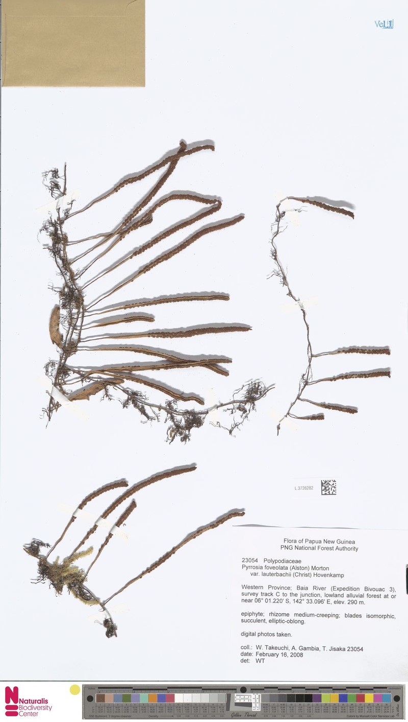 Pyrrosia foveolata var. lauterbachii photo 2