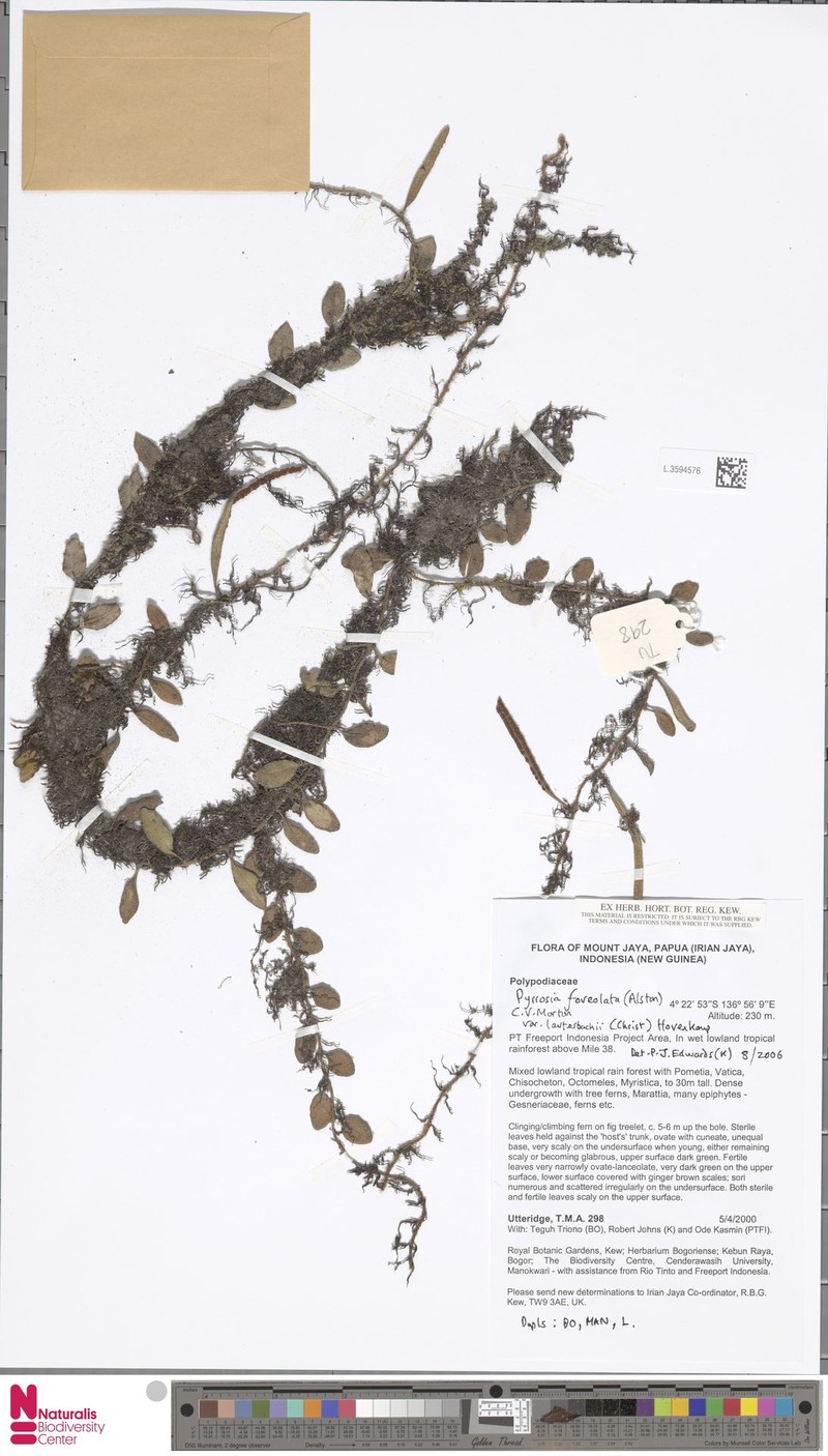 Pyrrosia foveolata var. lauterbachii photo 3