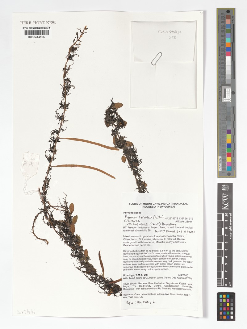 Pyrrosia foveolata var. lauterbachii photo 4