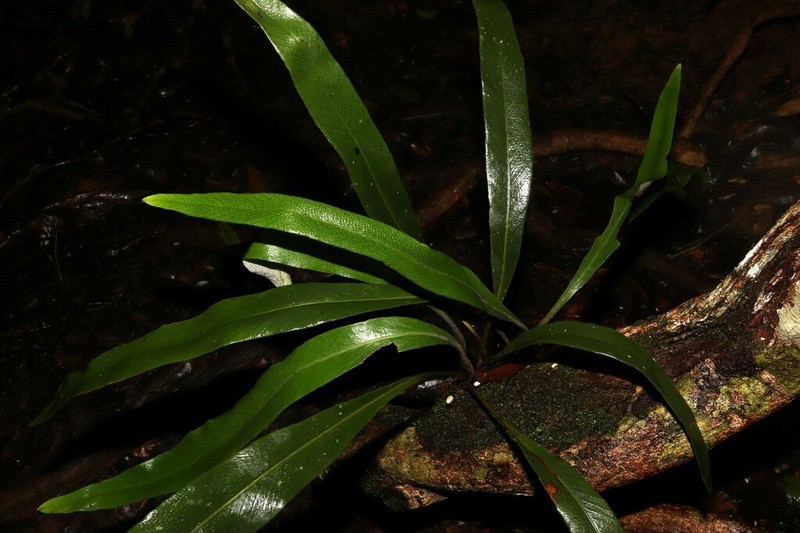 Pyrrosia gardneri