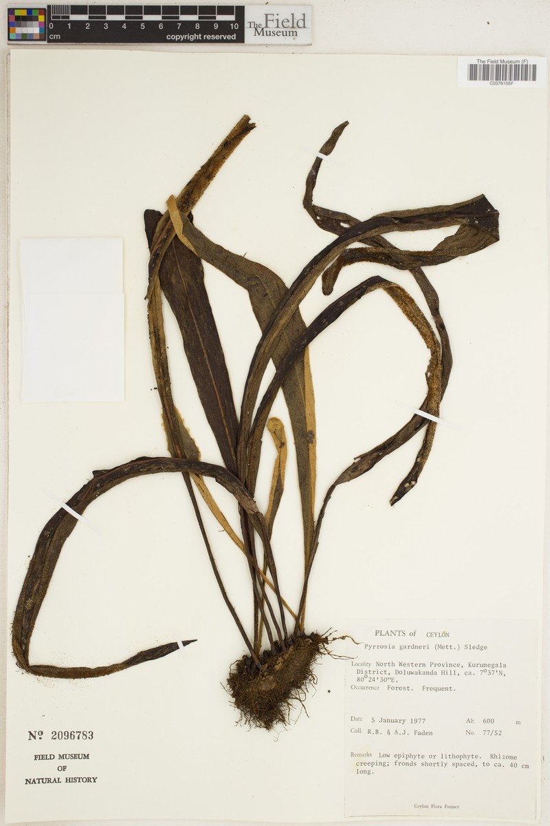 Pyrrosia gardneri photo 4