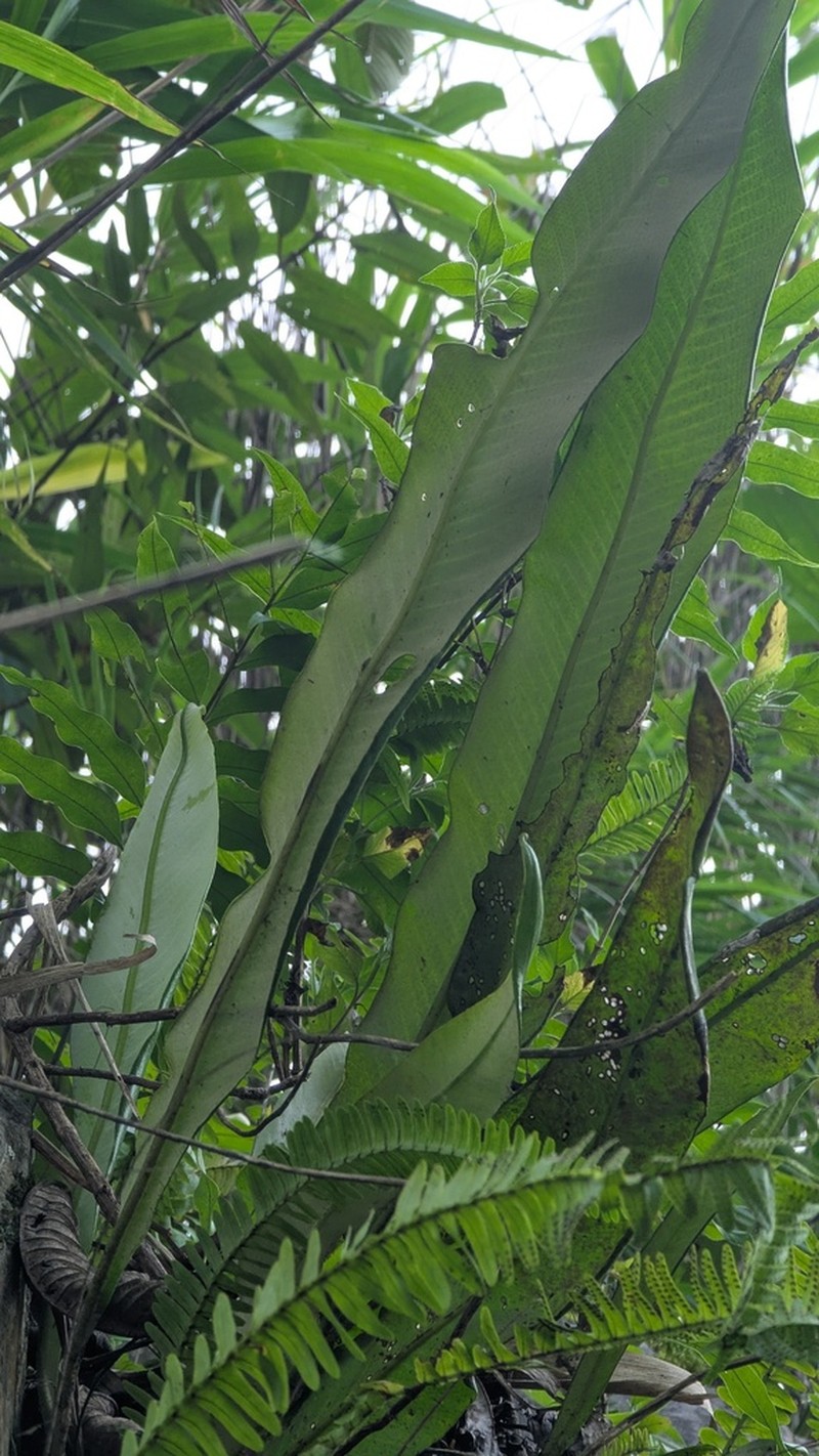 Pyrrosia glabra photo 2