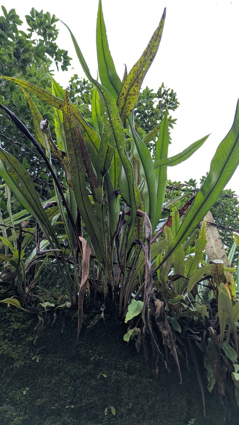 Pyrrosia glabra photo 3