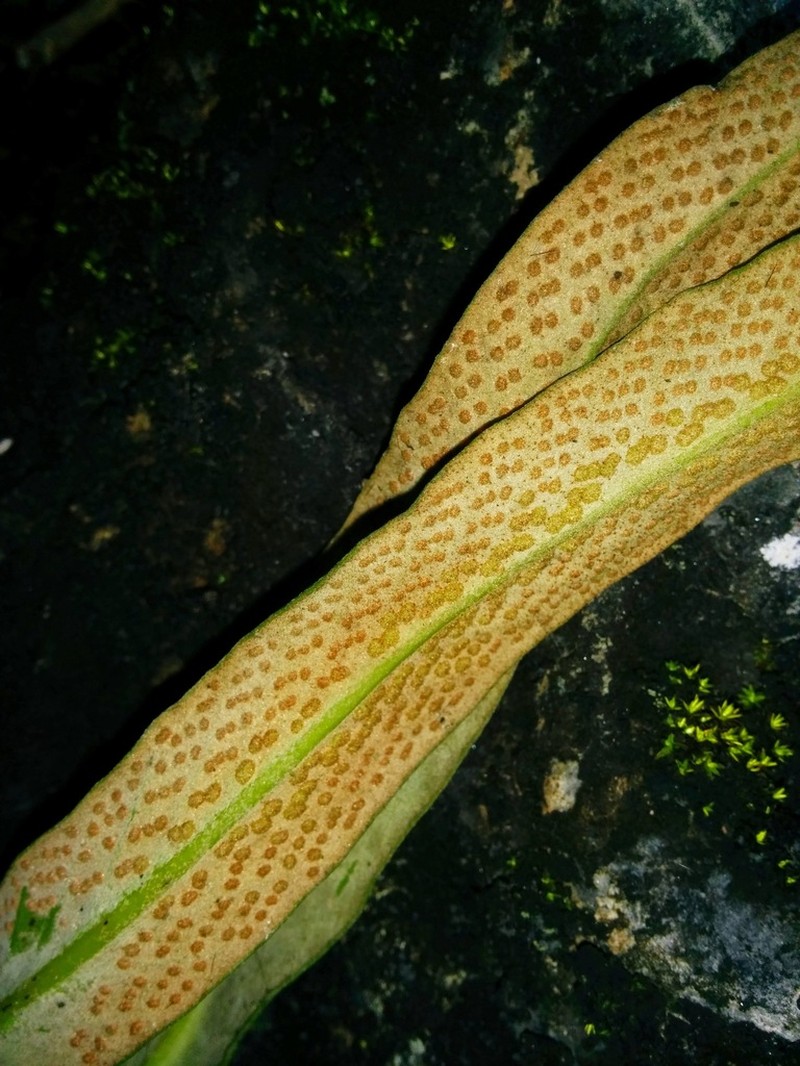 Pyrrosia glabra photo 5