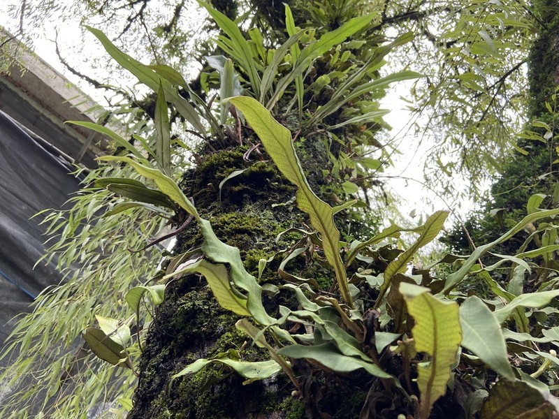 Pyrrosia glabra photo 6