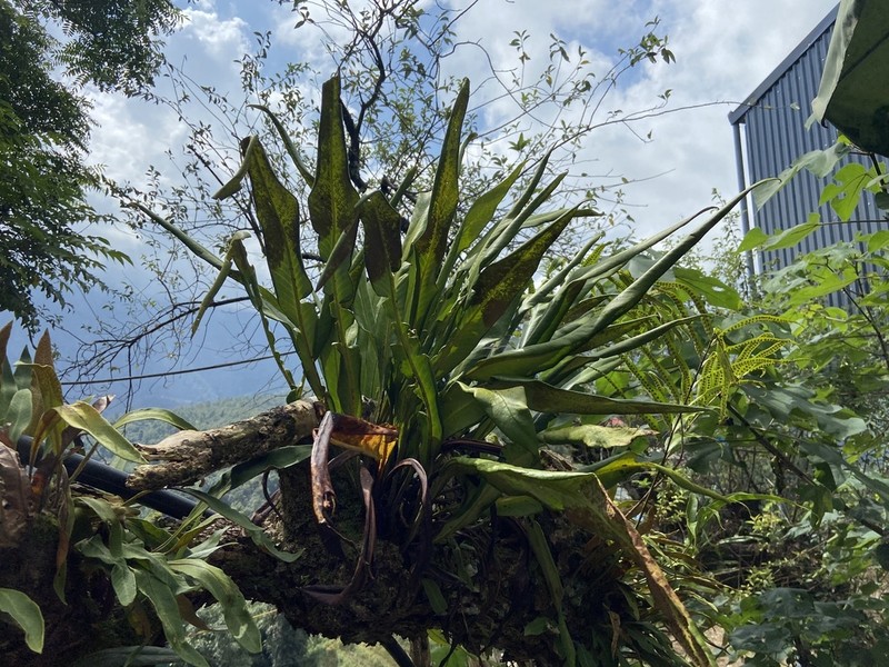 Pyrrosia glabra photo 7