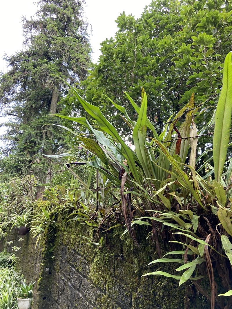 Pyrrosia glabra photo 8
