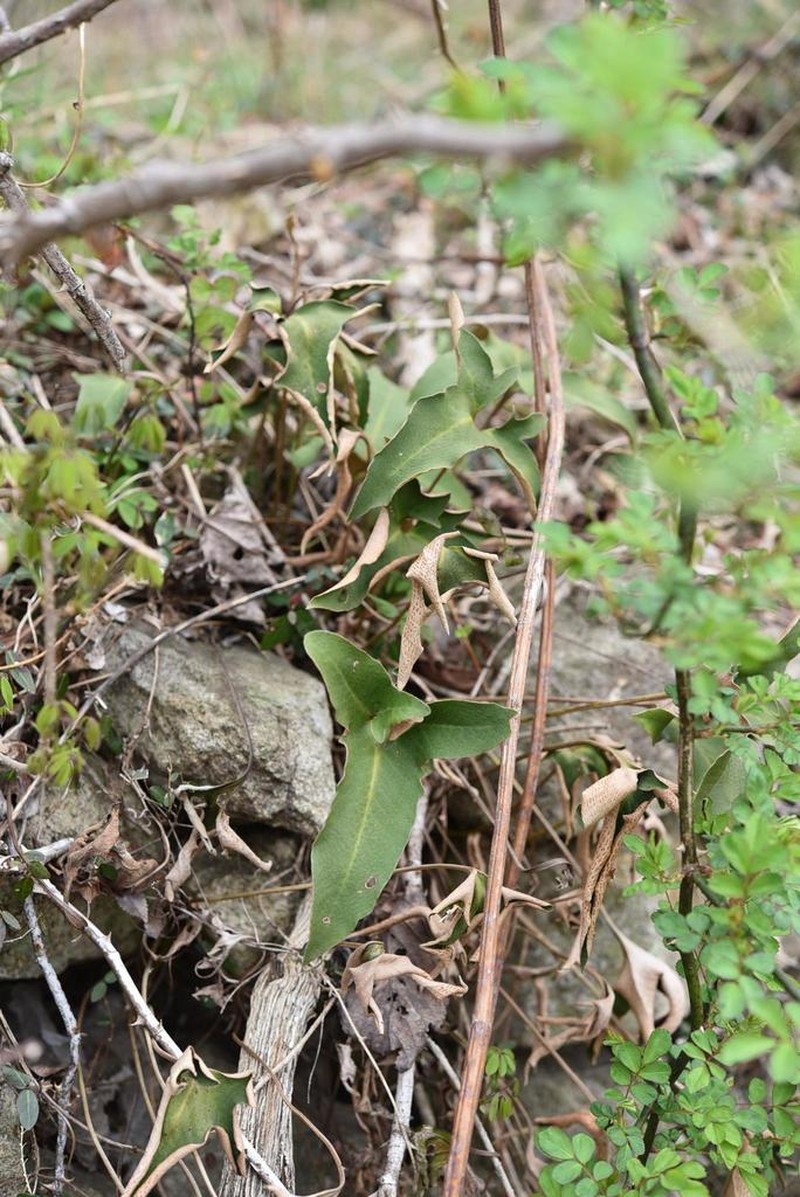 Pyrrosia hastata
