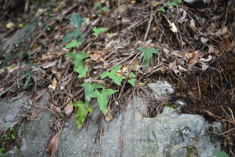Pyrrosia hastata photo 2