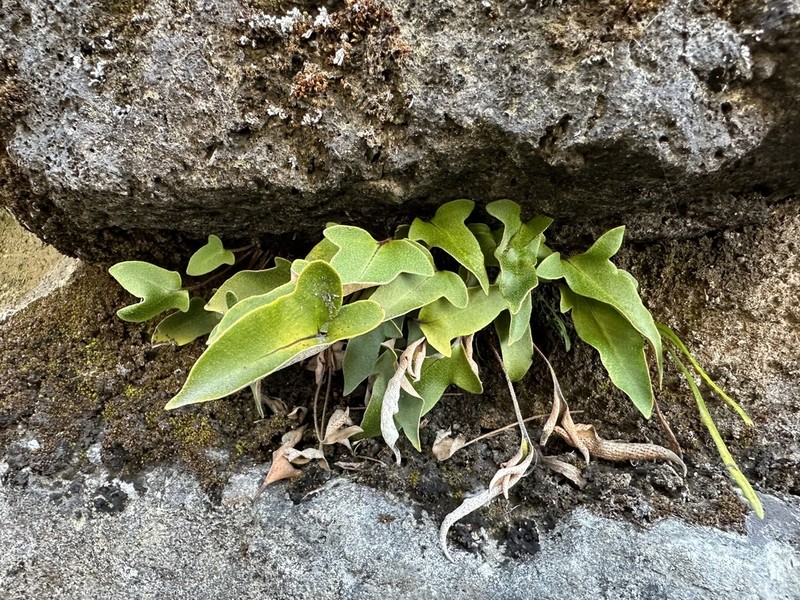 Pyrrosia hastata photo 3