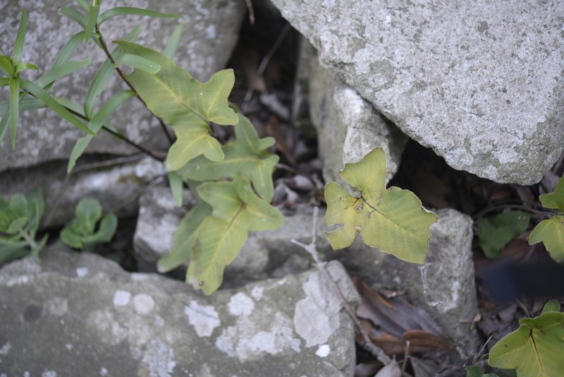 Pyrrosia hastata photo 4