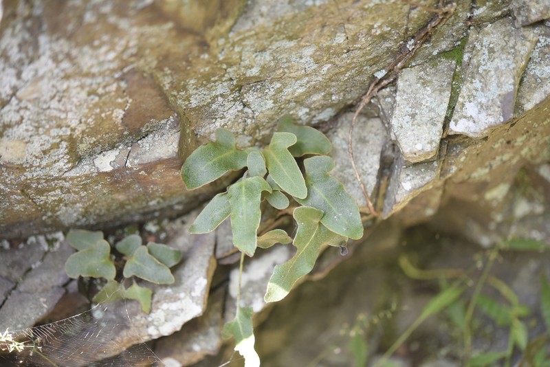 Pyrrosia hastata photo 5