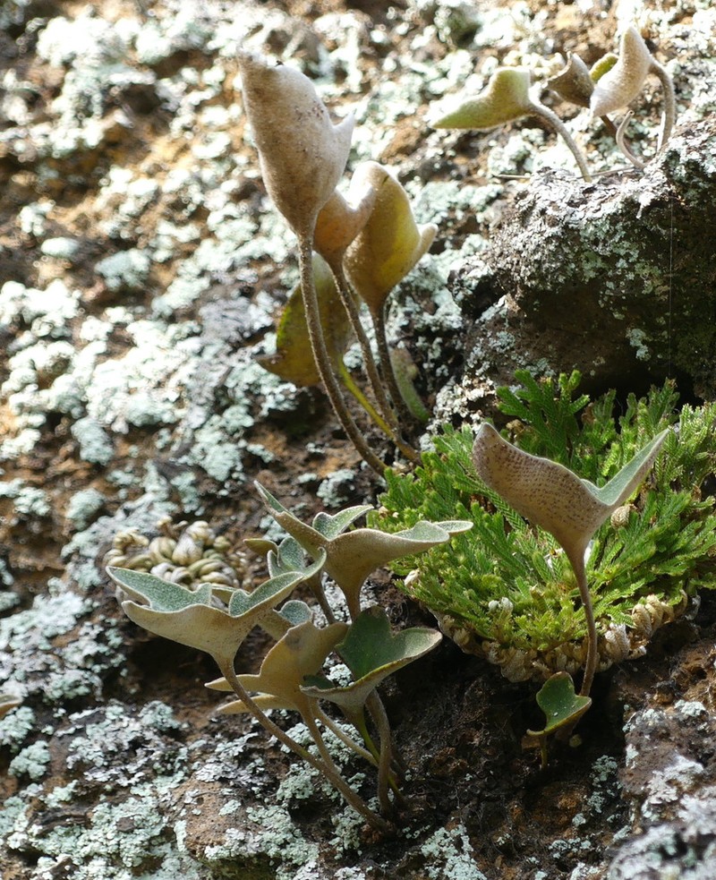 Pyrrosia hastata photo 6
