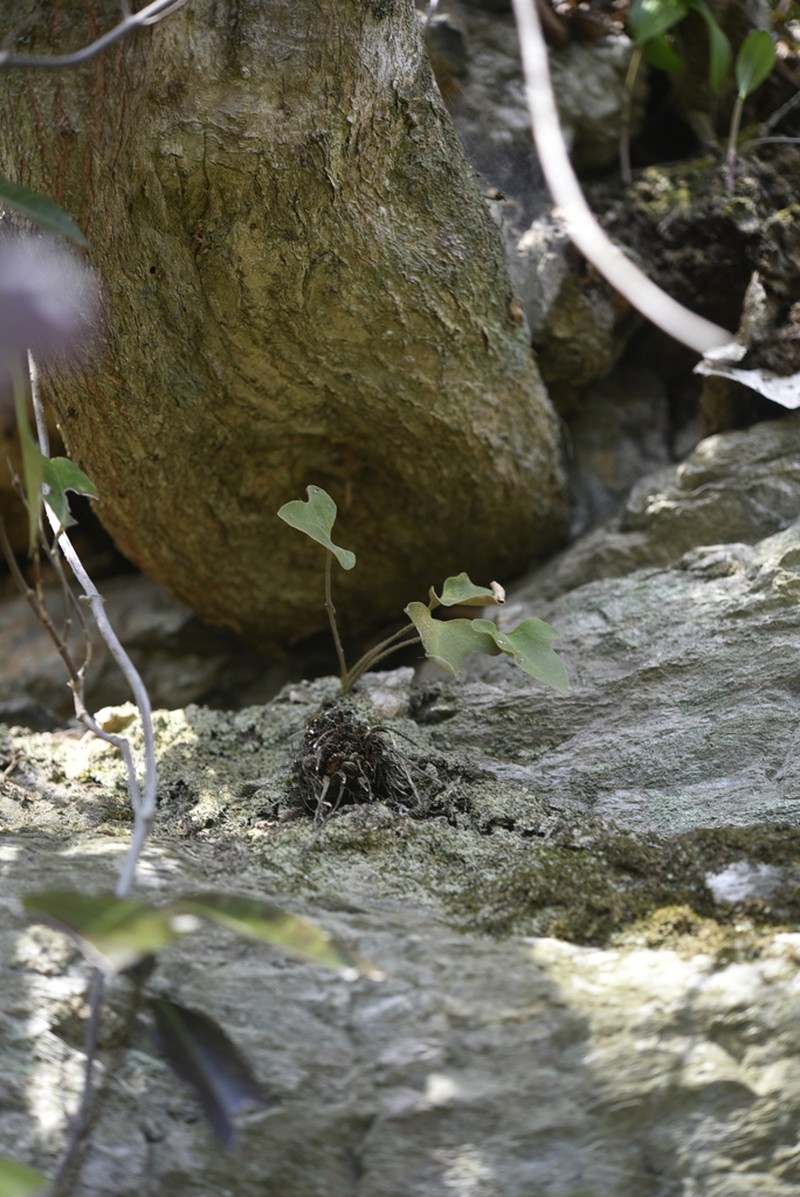 Pyrrosia hastata photo 7