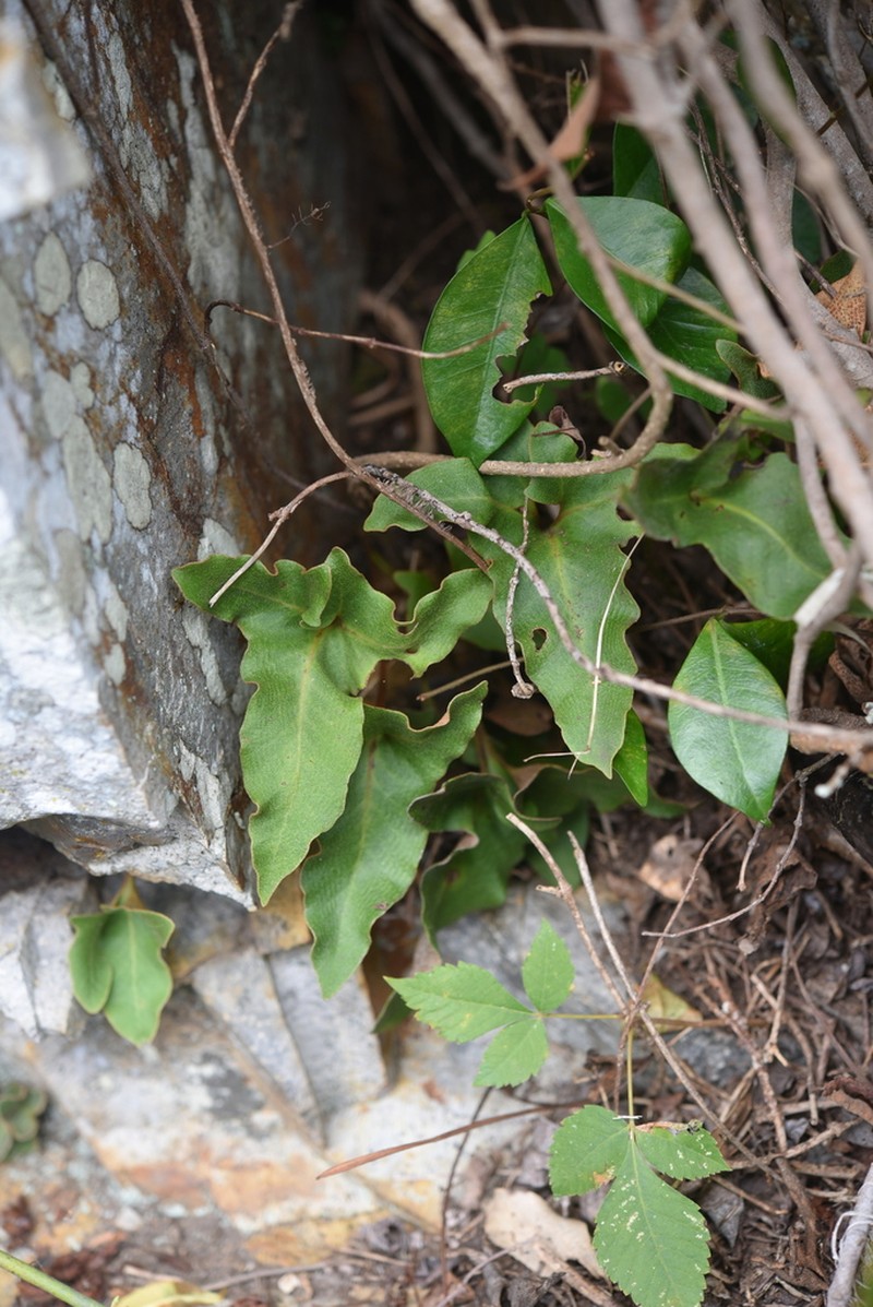 Pyrrosia hastata photo 8