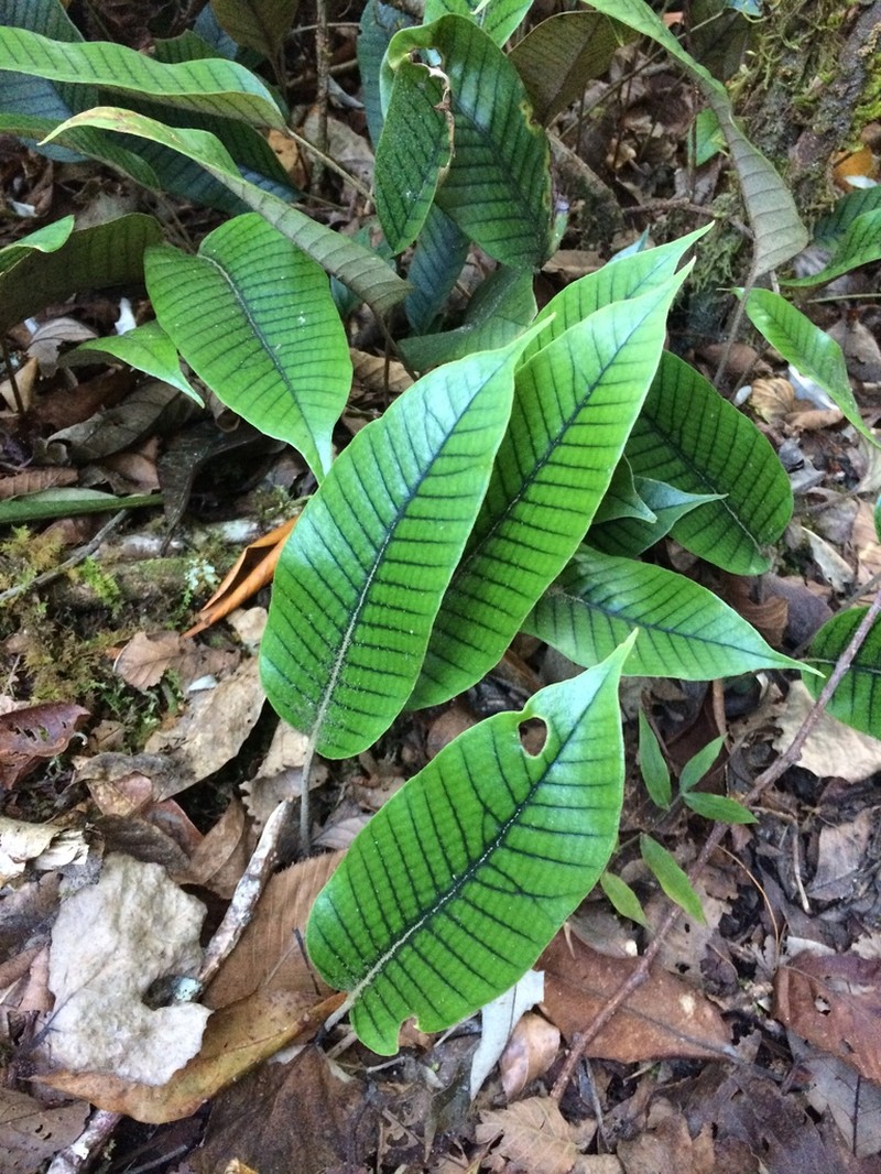 Pyrrosia heteractis