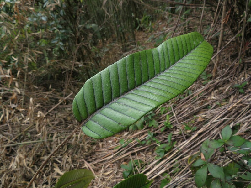 Pyrrosia heteractis photo 2