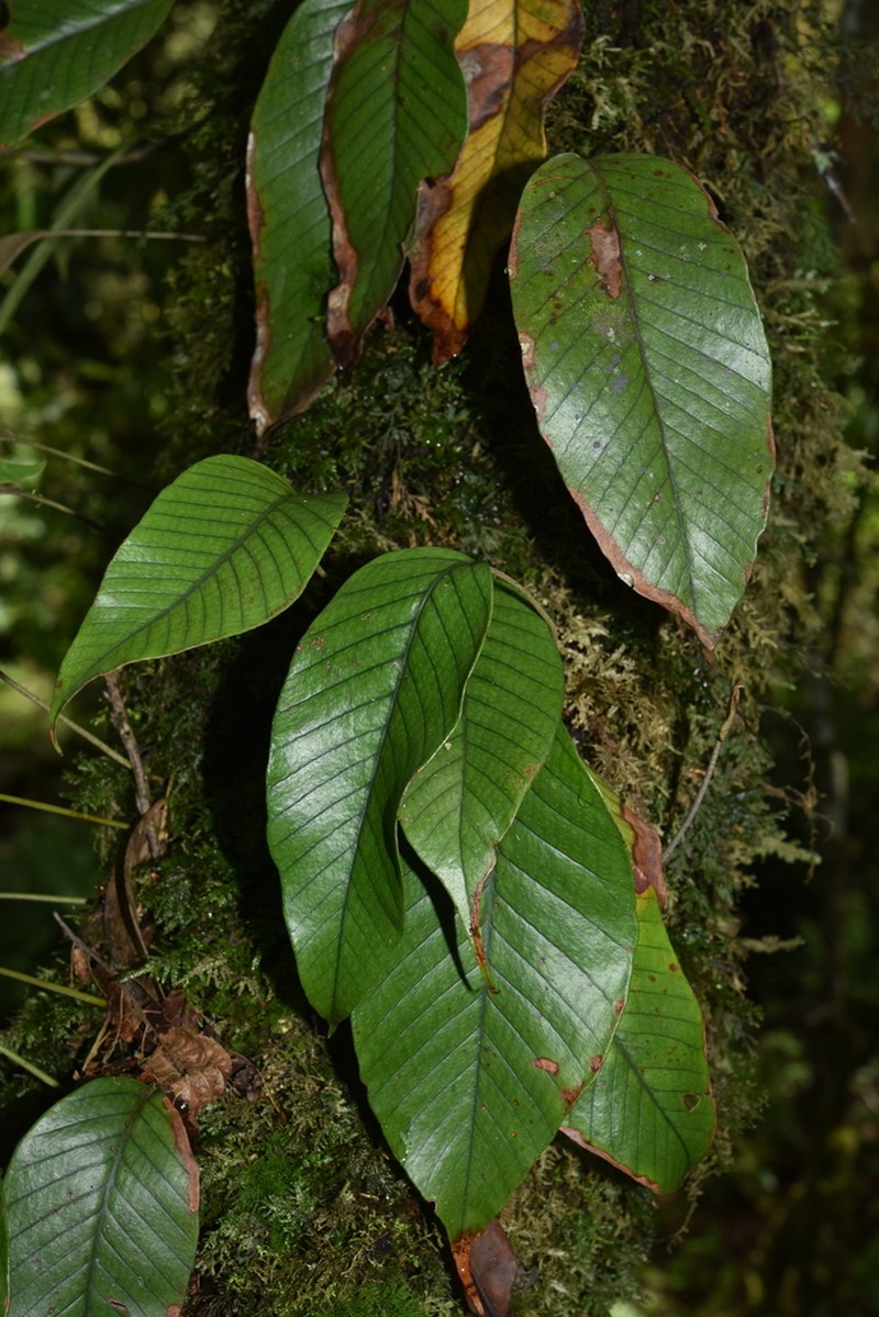 Pyrrosia heteractis photo 3