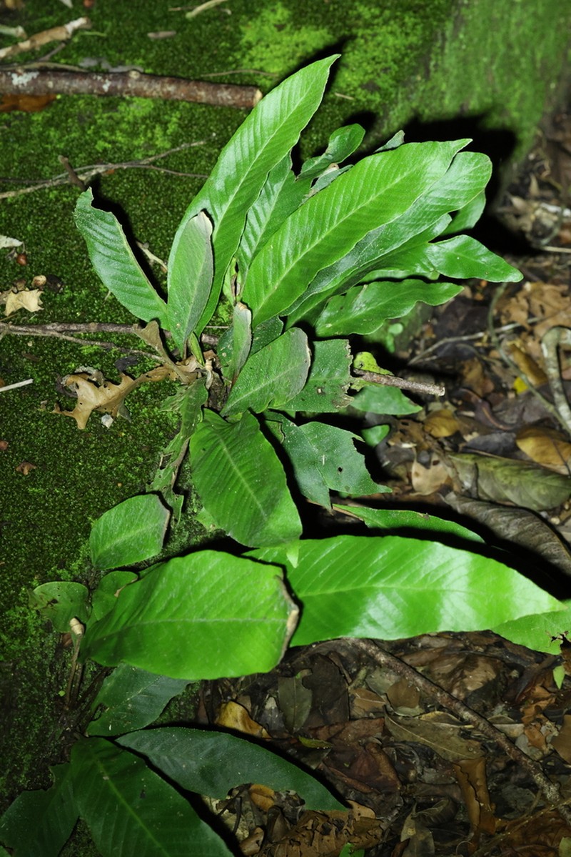 Pyrrosia heteractis photo 5