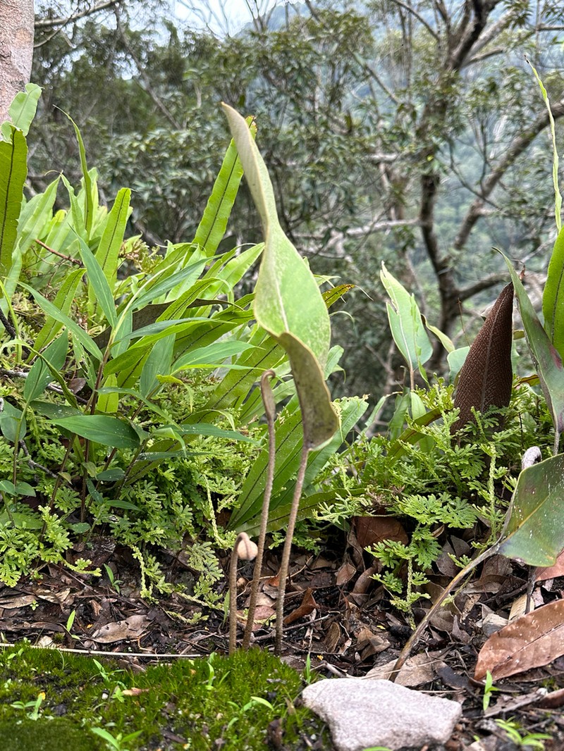 Pyrrosia heteractis photo 6
