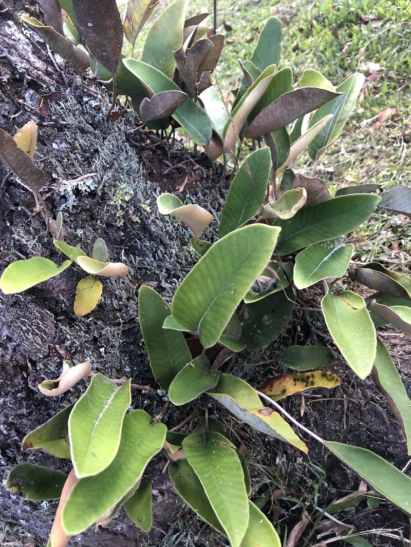 Pyrrosia heteractis photo 7