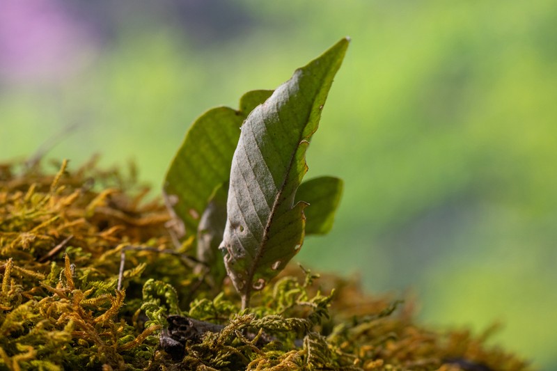 Pyrrosia heteractis photo 8