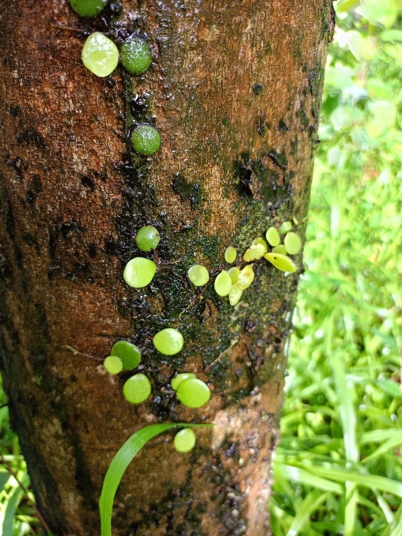 Pyrrosia heterophylla