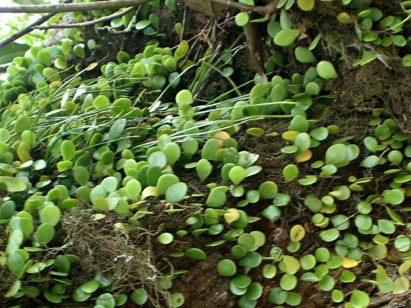 Pyrrosia heterophylla photo 2