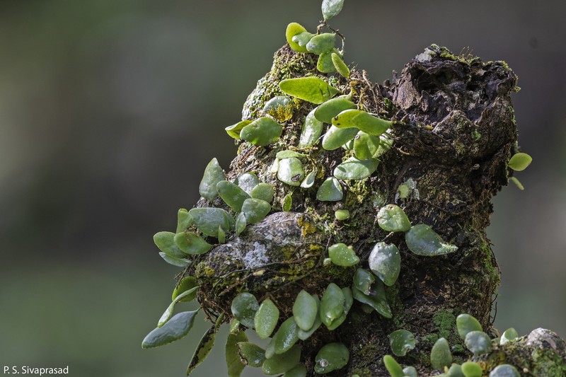 Pyrrosia heterophylla photo 3