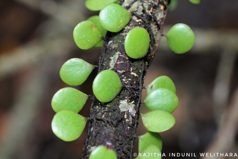 Pyrrosia heterophylla photo 4