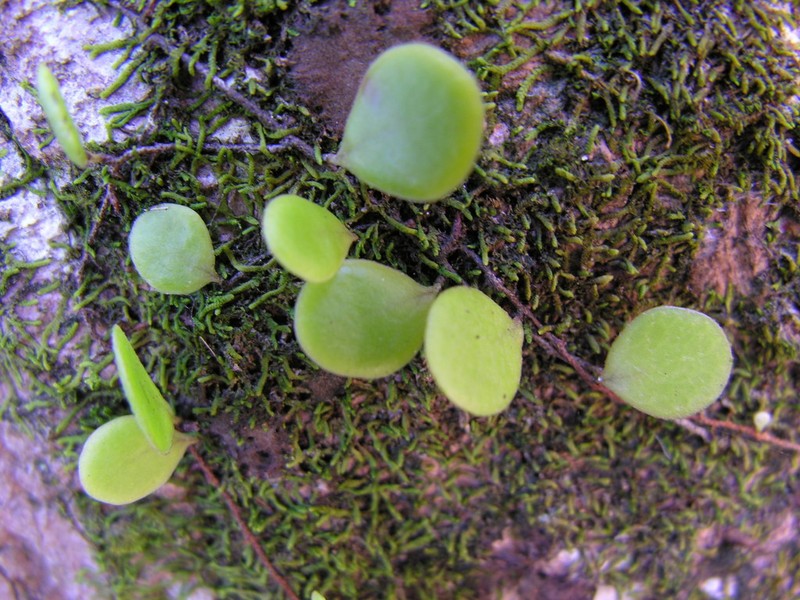 Pyrrosia heterophylla photo 5