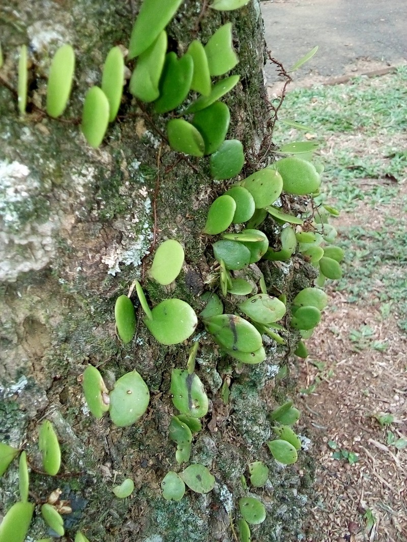 Pyrrosia heterophylla photo 8